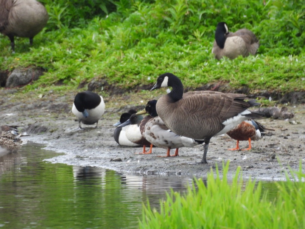 Canada Goose - ML638613532