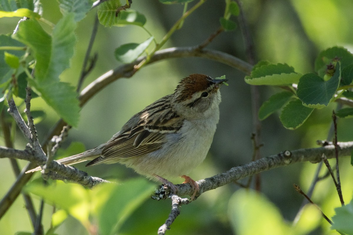 Chipping Sparrow - ML638613542