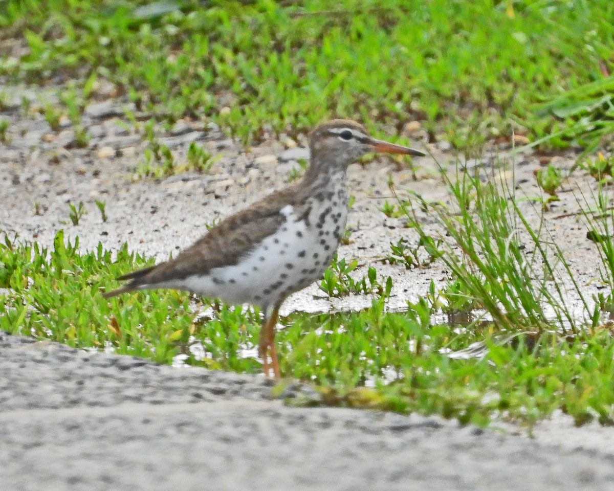 Spotted Sandpiper - ML638613548