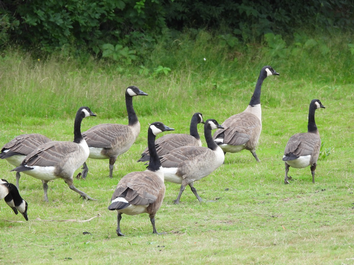 Canada Goose - ML638613566