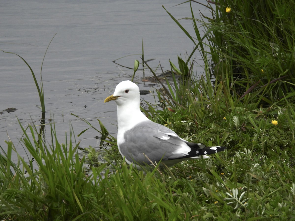 Short-billed Gull - ML638613567