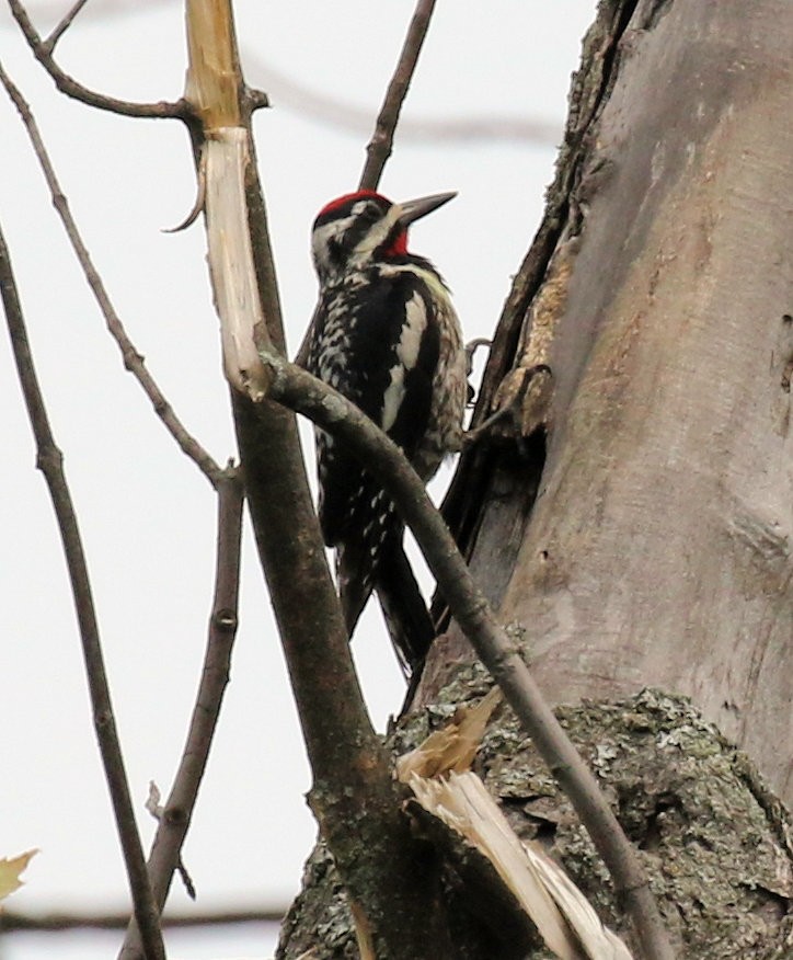 Yellow-bellied Sapsucker - ML638613582