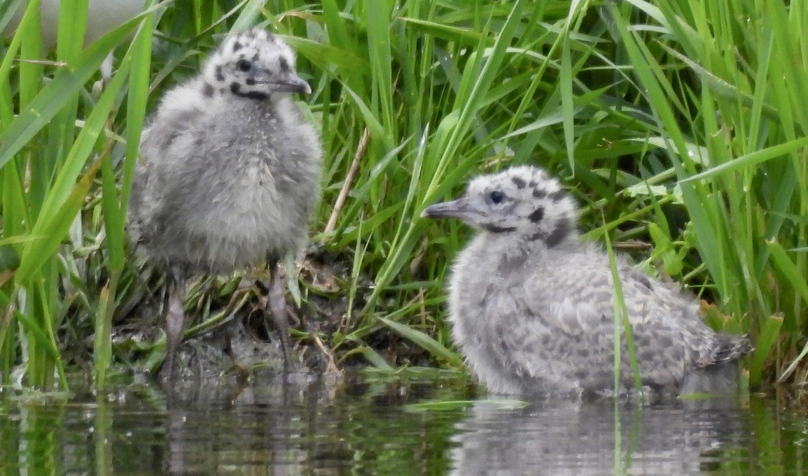 Short-billed Gull - ML638613612