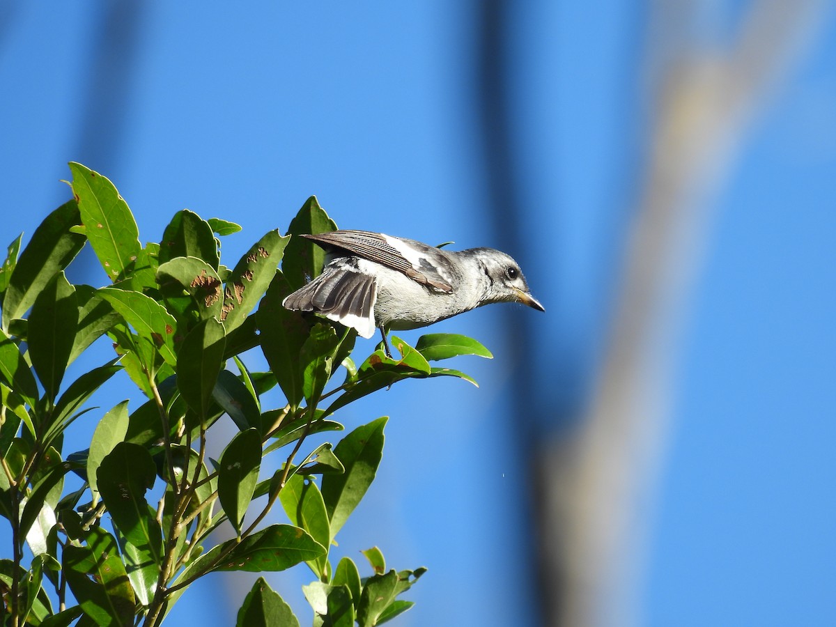 White-eared Monarch - ML638613624