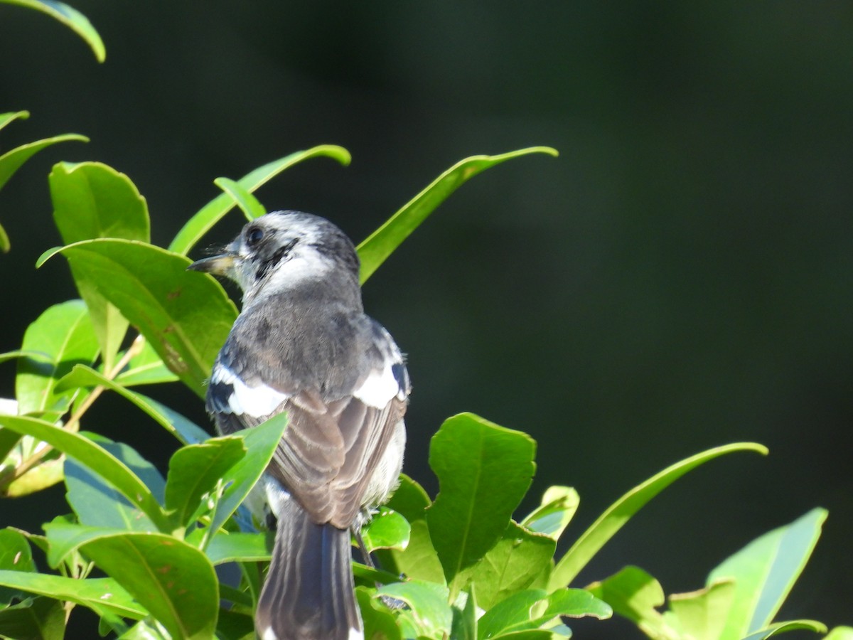 White-eared Monarch - ML638613625