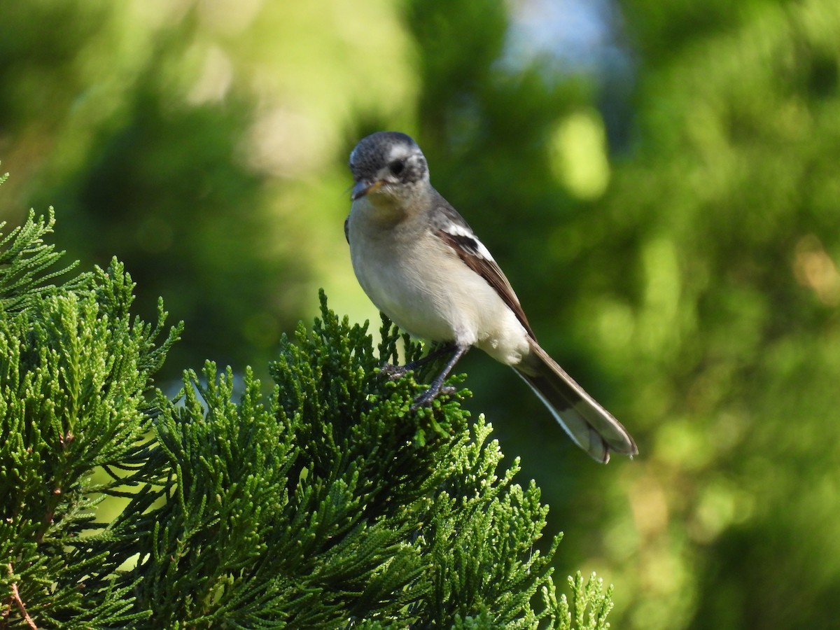 White-eared Monarch - ML638613626
