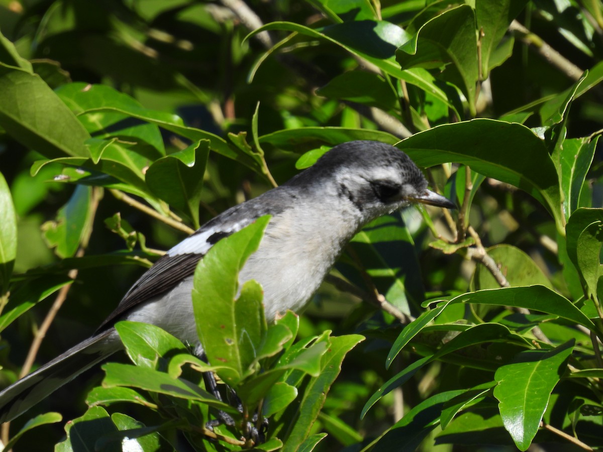 White-eared Monarch - ML638613627