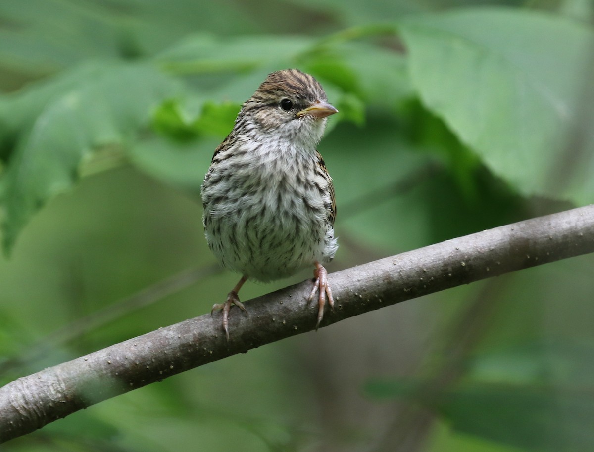 Chipping Sparrow - ML638613647