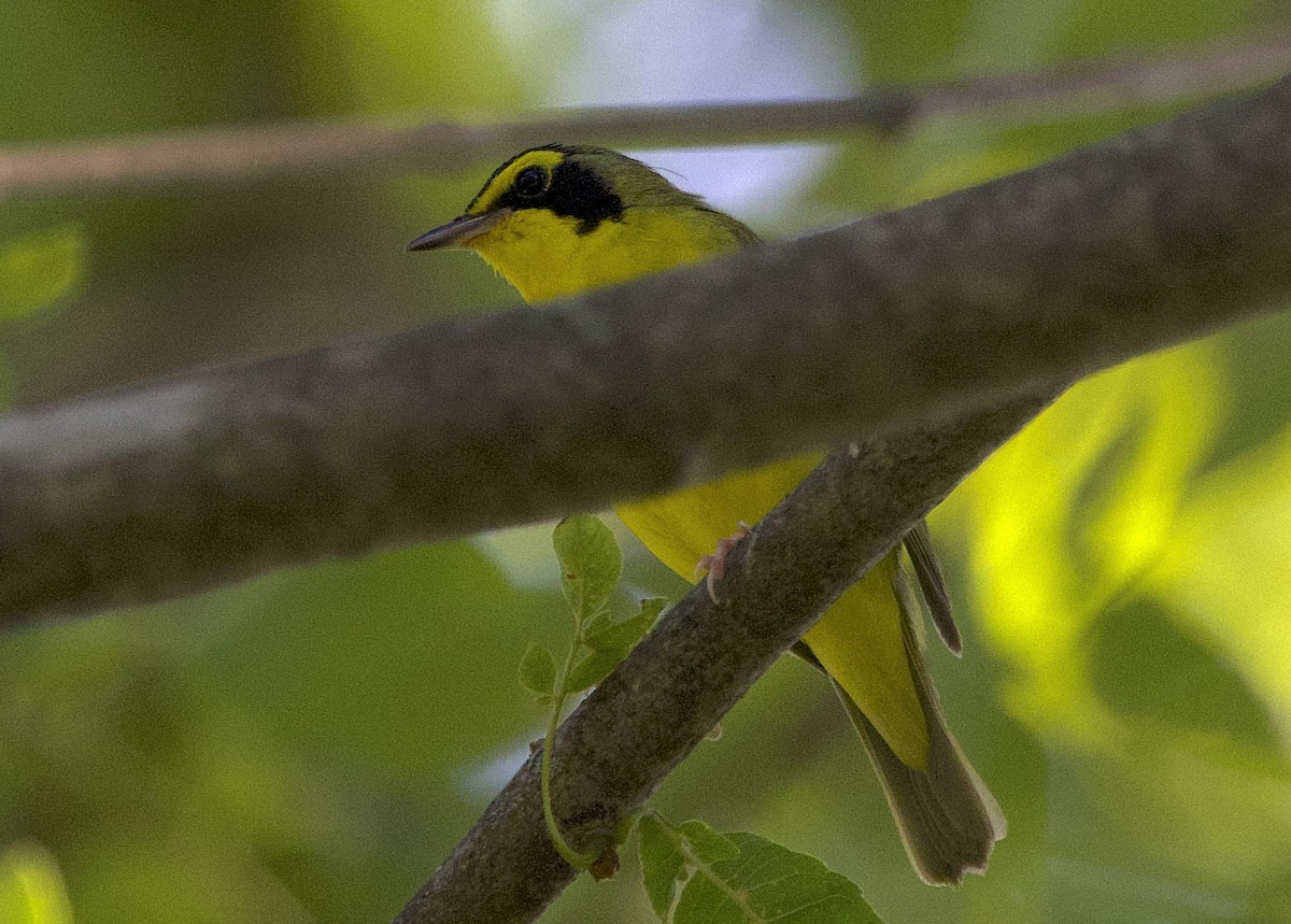 Kentucky Warbler - ML638613676