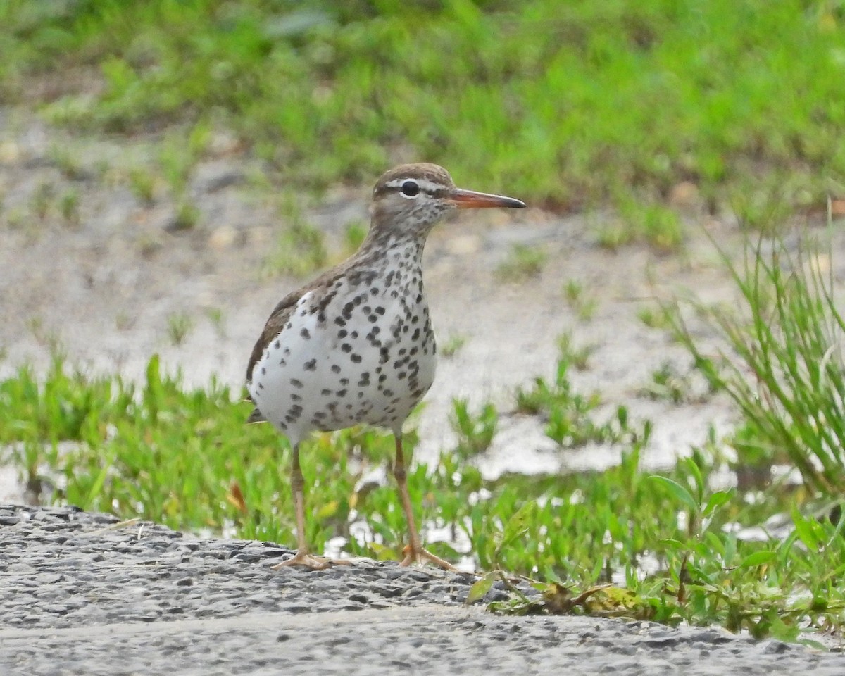 Spotted Sandpiper - ML638613692