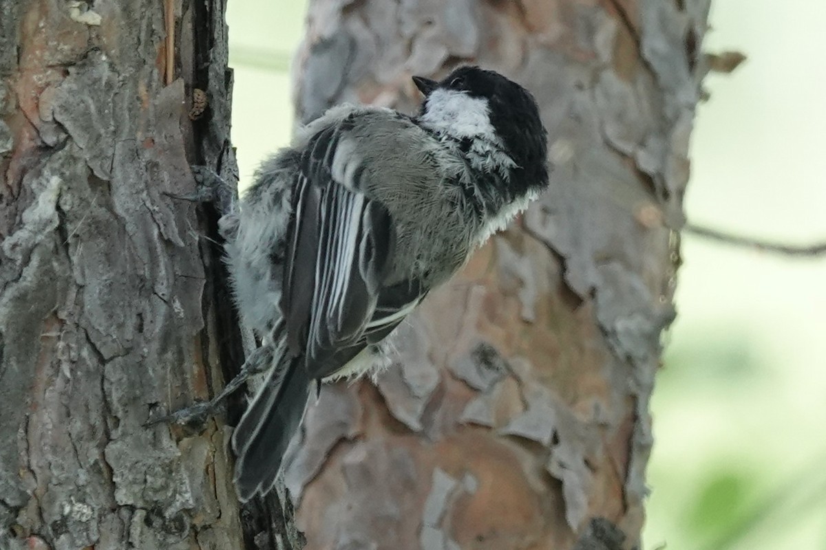 Black-capped Chickadee - ML638613696