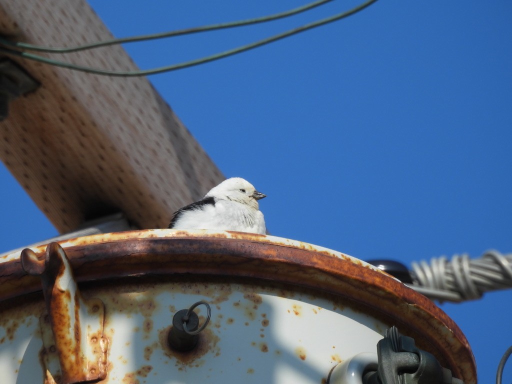 Snow Bunting - ML638613702