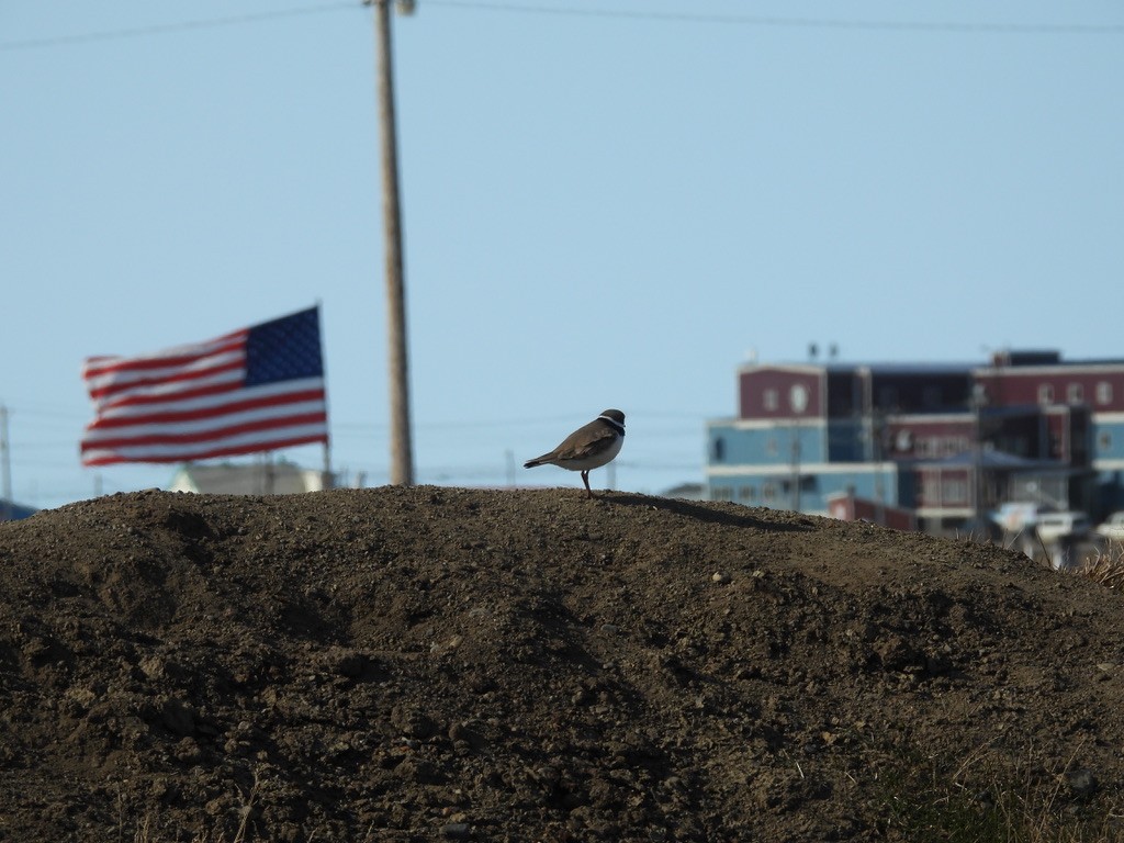 Semipalmated Plover - ML638613715