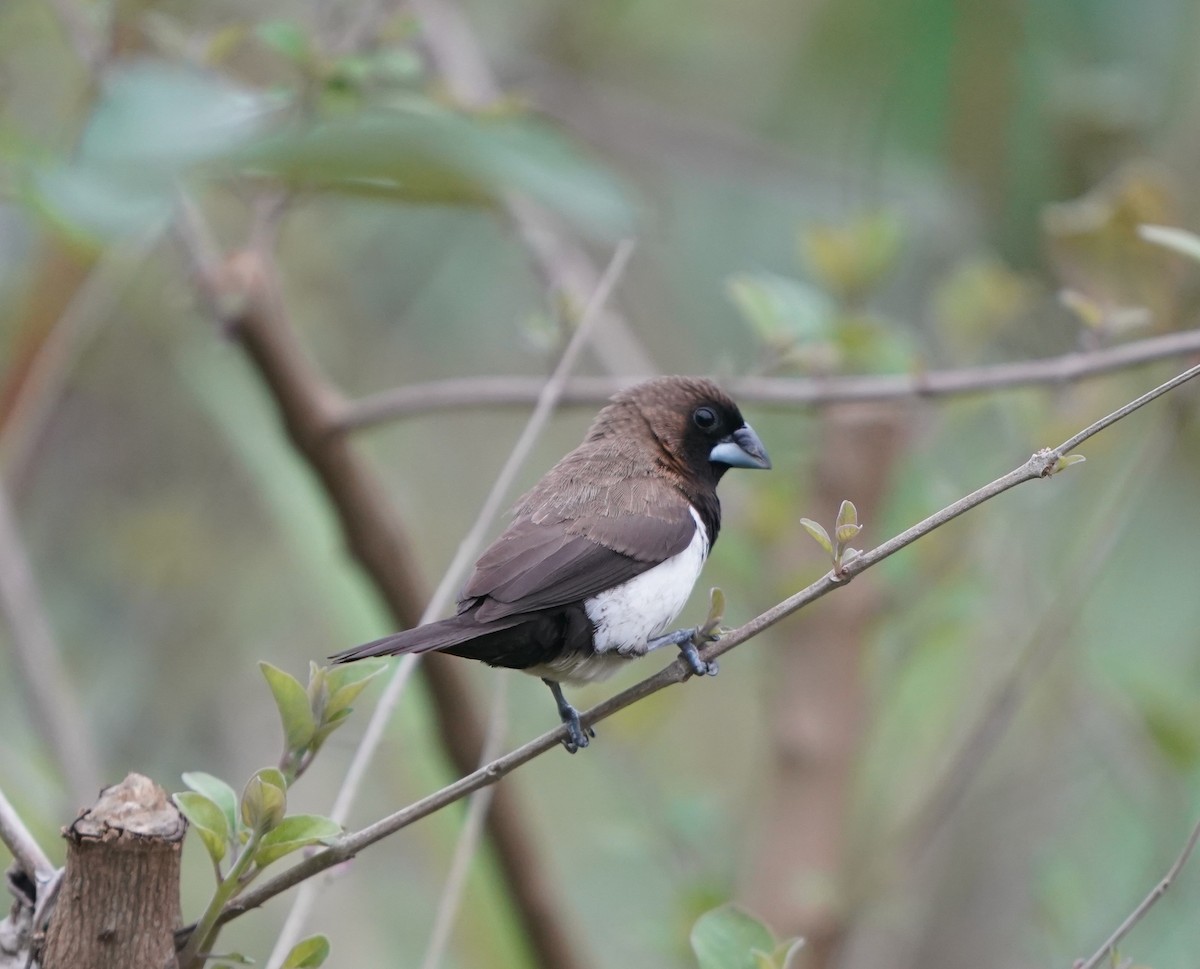 Javan Munia - ML638613719