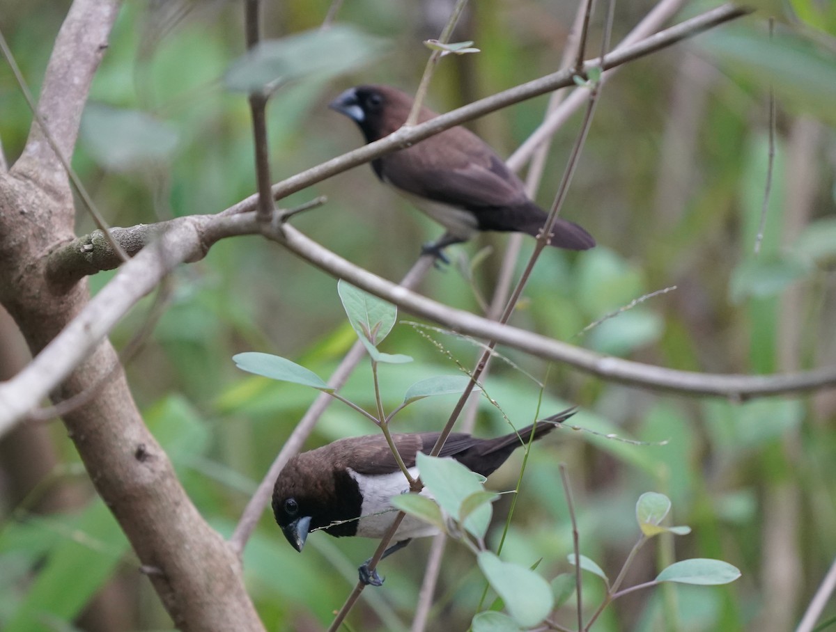 Javan Munia - ML638613720