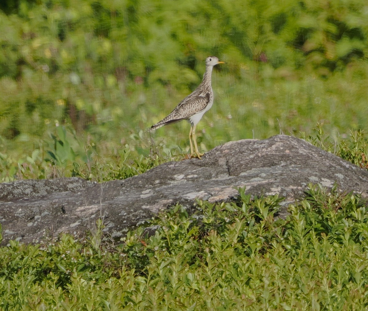 Upland Sandpiper - ML638613753