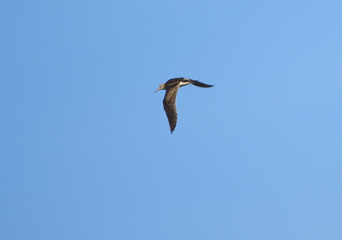 Upland Sandpiper - ML638613754