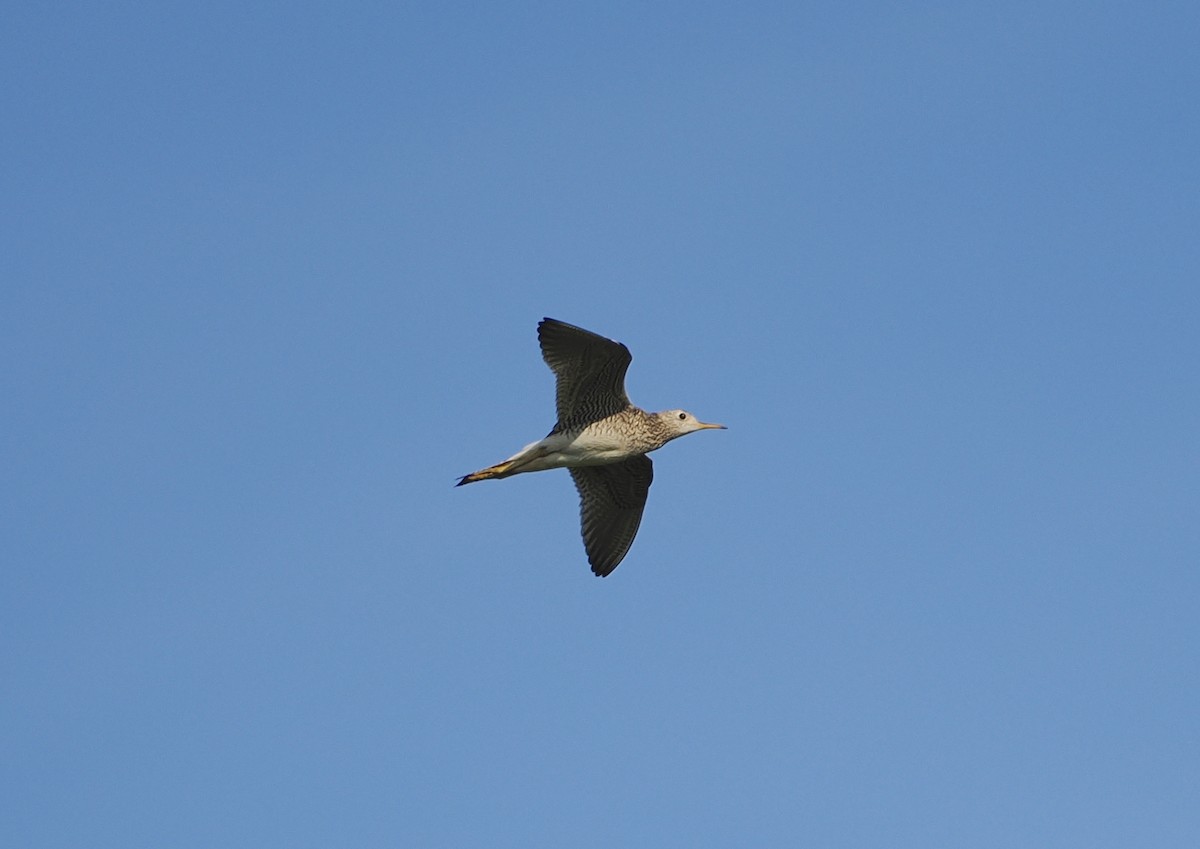 Upland Sandpiper - ML638613755