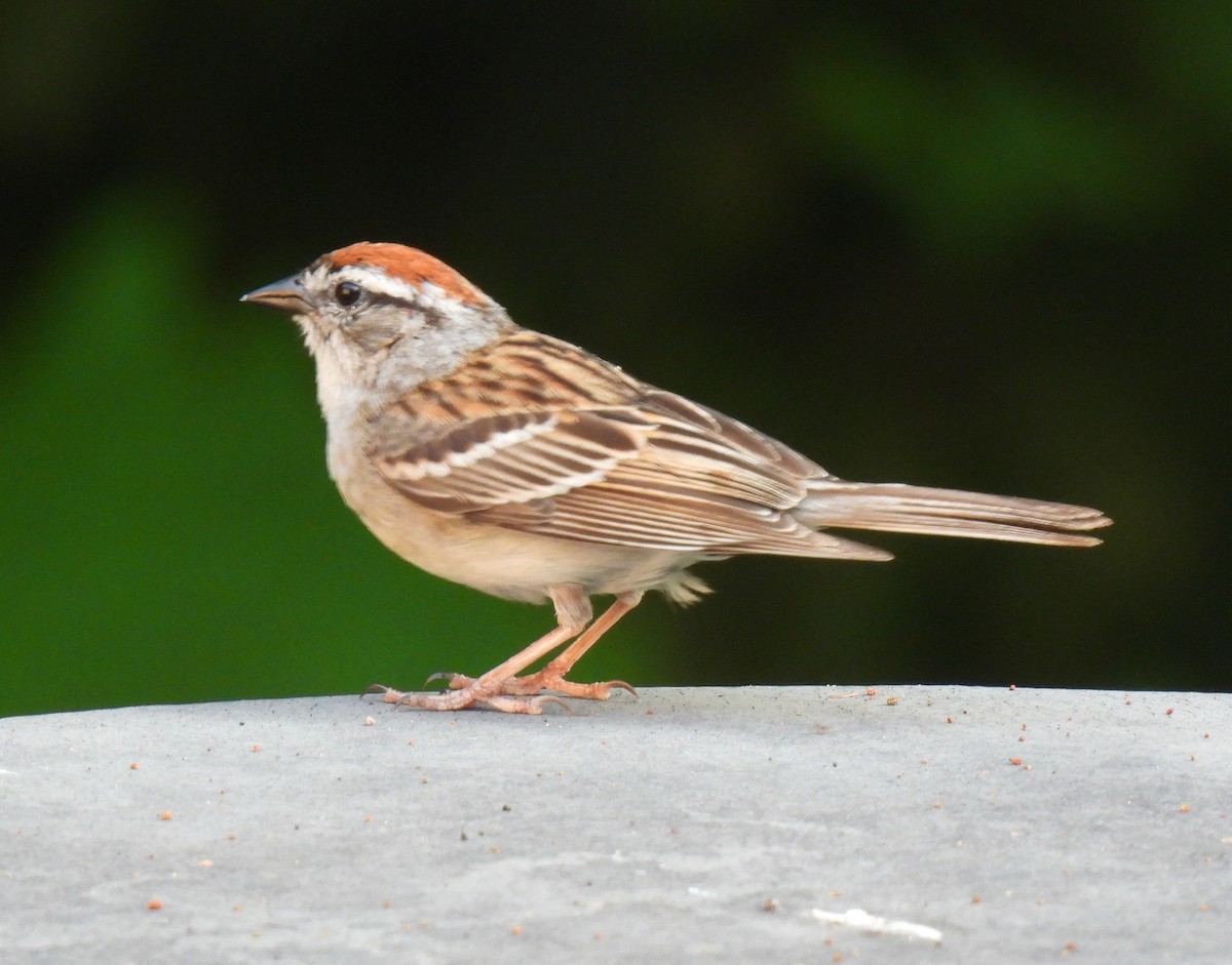 Chipping Sparrow - ML638613764