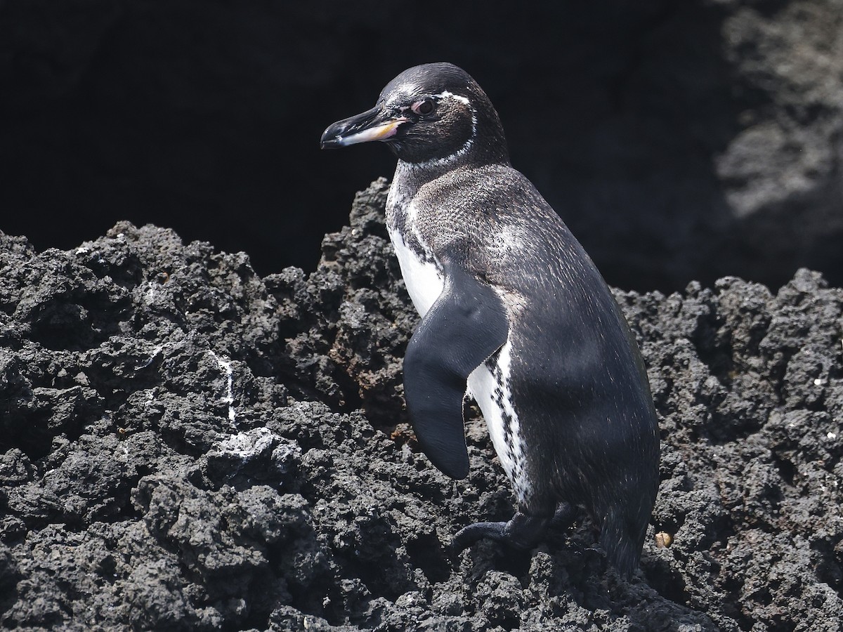 Galapagos Penguin - ML638613813