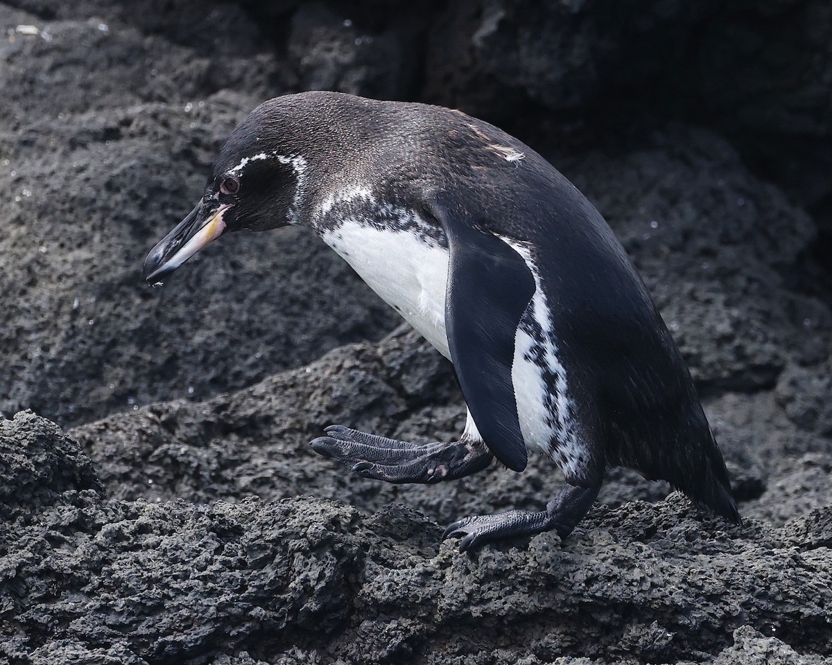 Galapagos Penguin - ML638613815
