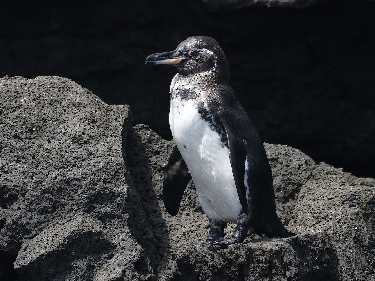 Galapagos Penguin - ML638613816