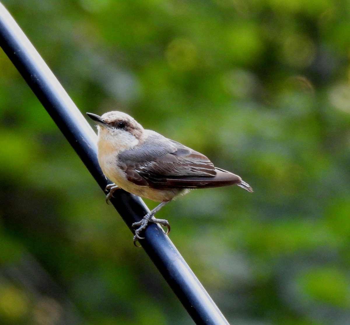 Brown-headed Nuthatch - ML638613834