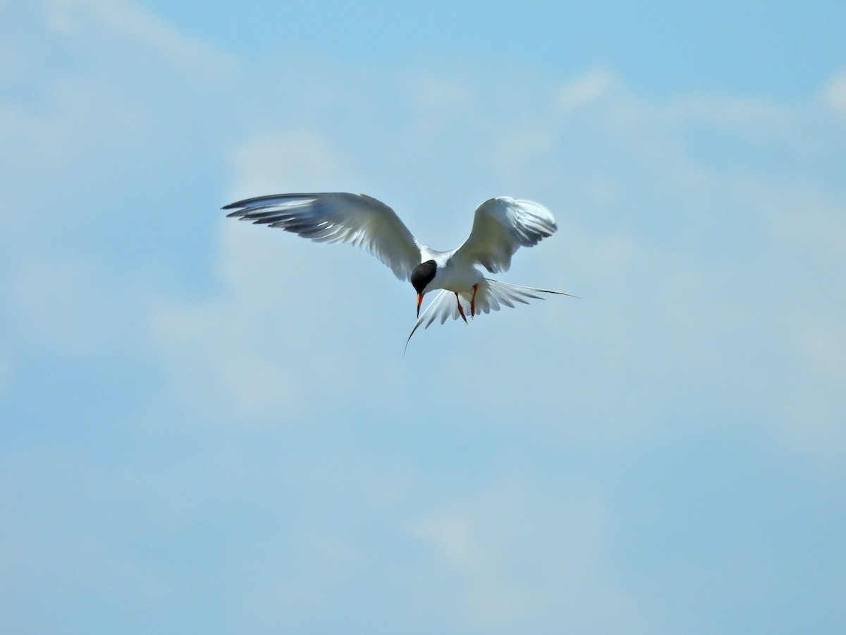 Forster's Tern - ML638613845
