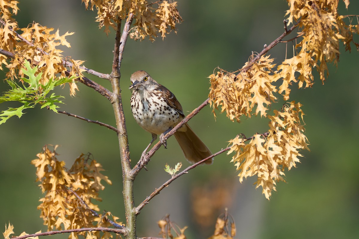 brunspottefugl - ML638613851
