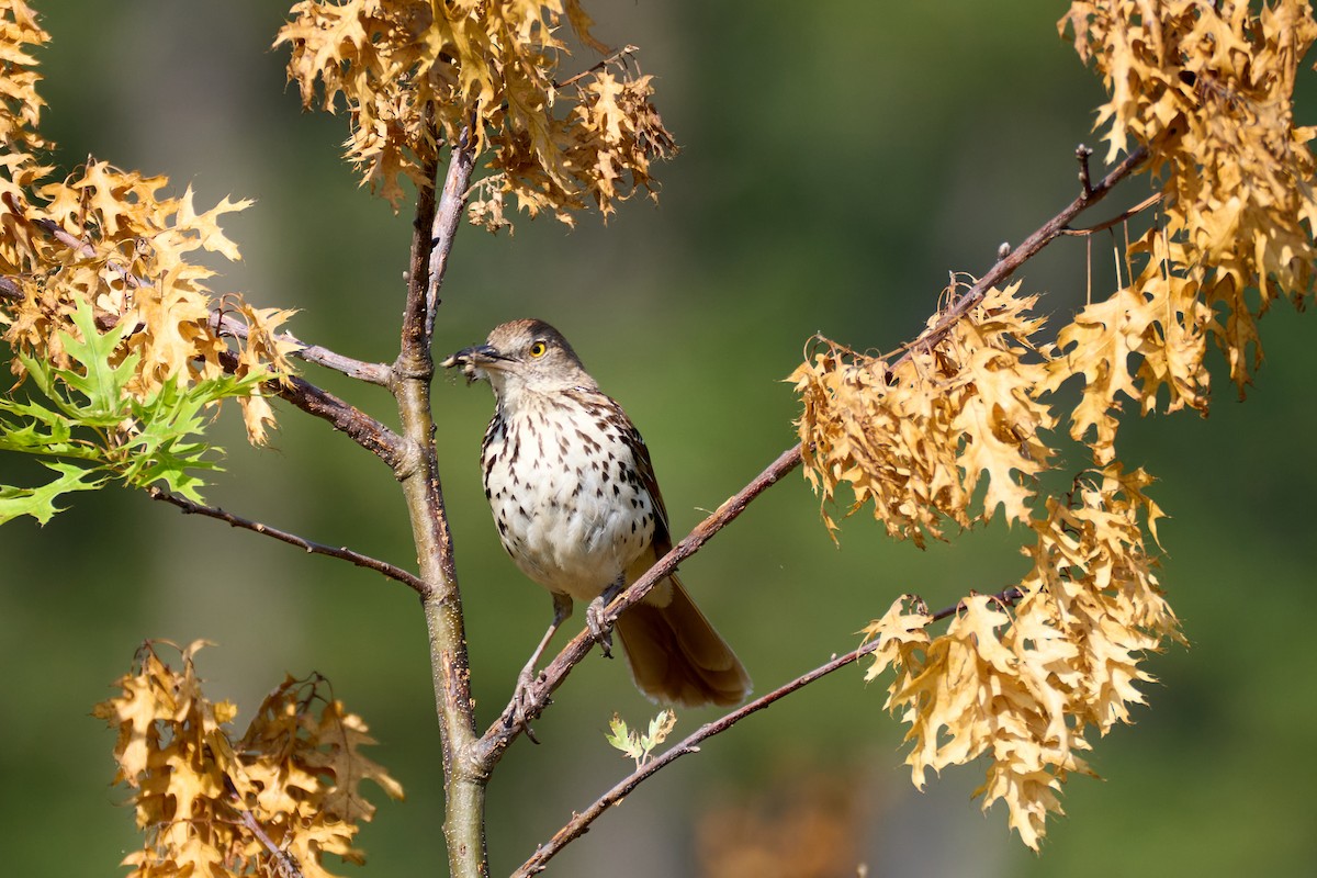brunspottefugl - ML638613854