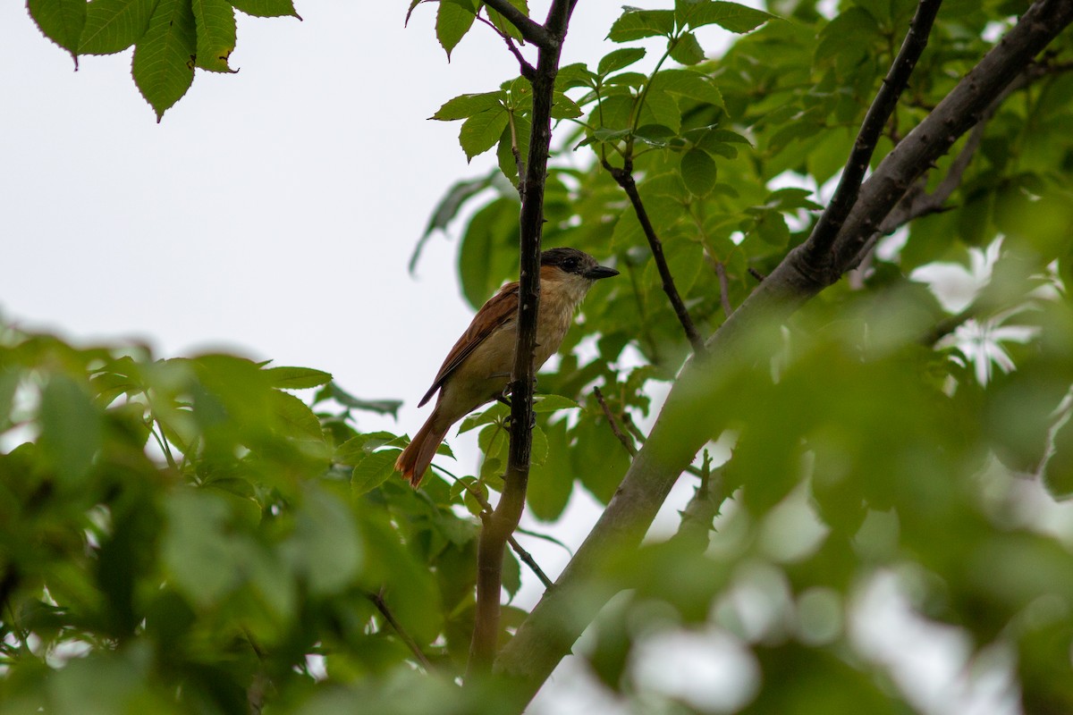 Rose-throated Becard - ML638613879