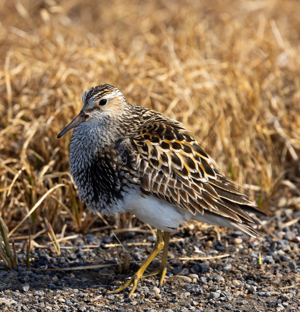 Pectoral Sandpiper - ML638613948