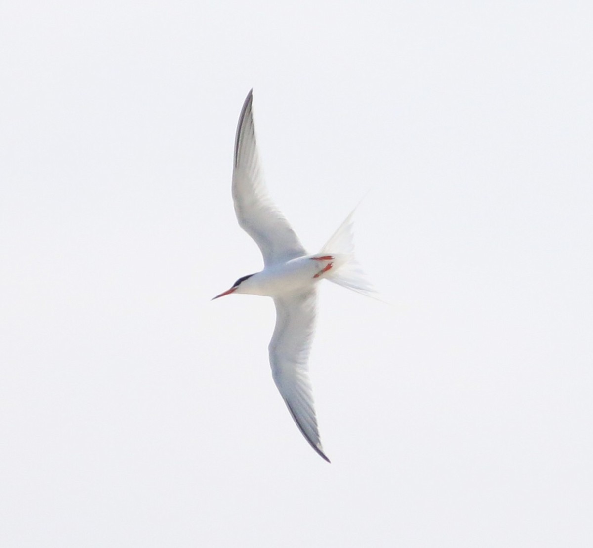 Roseate Tern - ML638613977