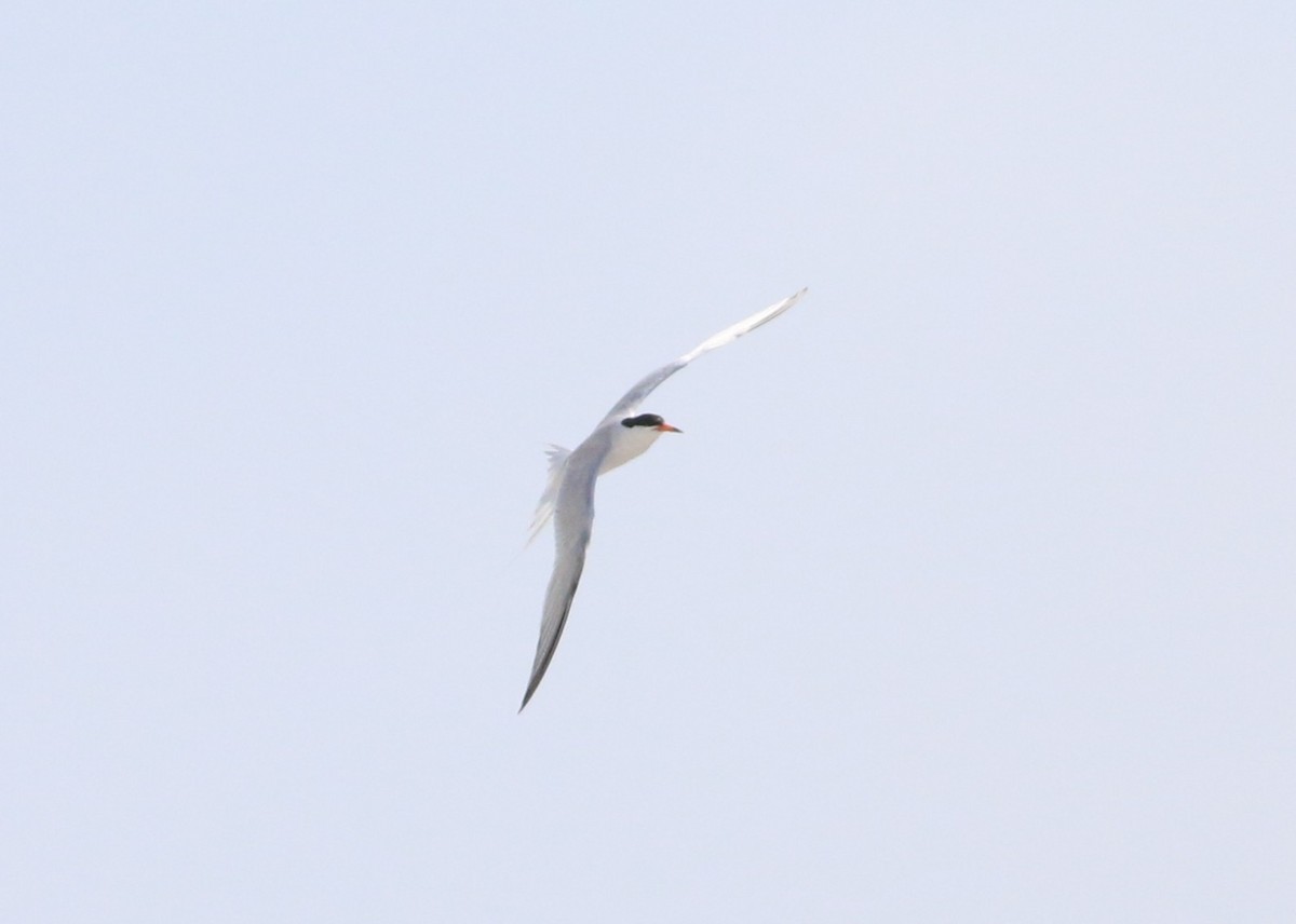 Roseate Tern - ML638613978