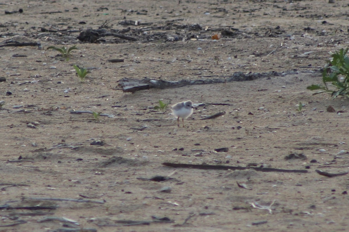 Piping Plover - ML638613986