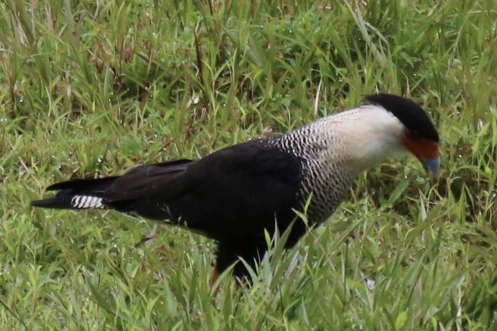 Crested Caracara (Northern) - ML638614004