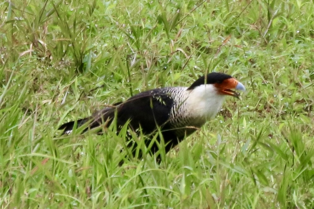 Crested Caracara (Northern) - ML638614005