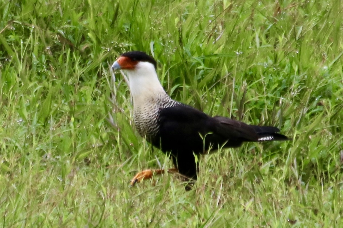 Crested Caracara (Northern) - ML638614006