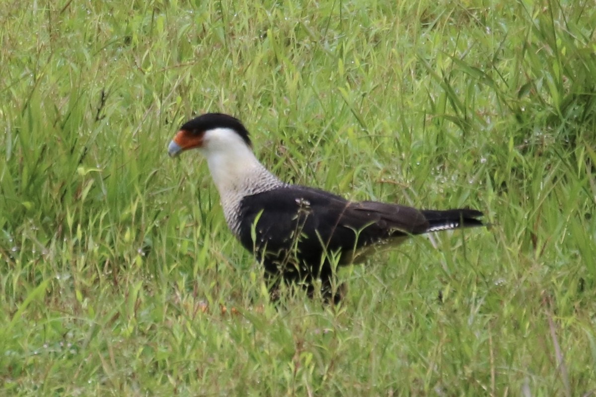 Crested Caracara (Northern) - ML638614007