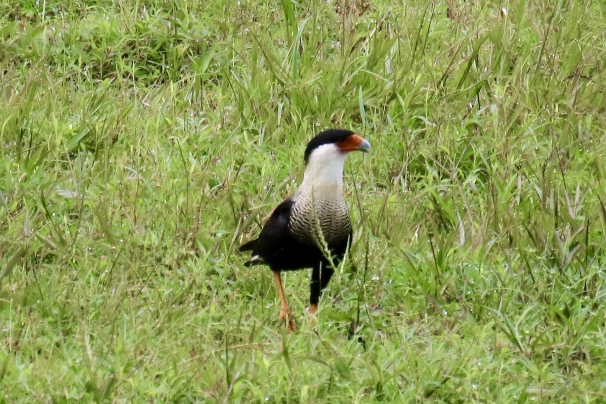 Crested Caracara (Northern) - ML638614008