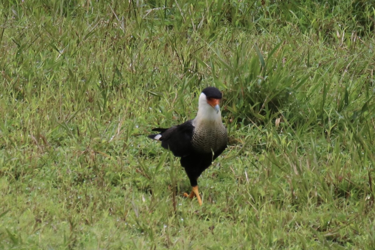 Crested Caracara (Northern) - ML638614009