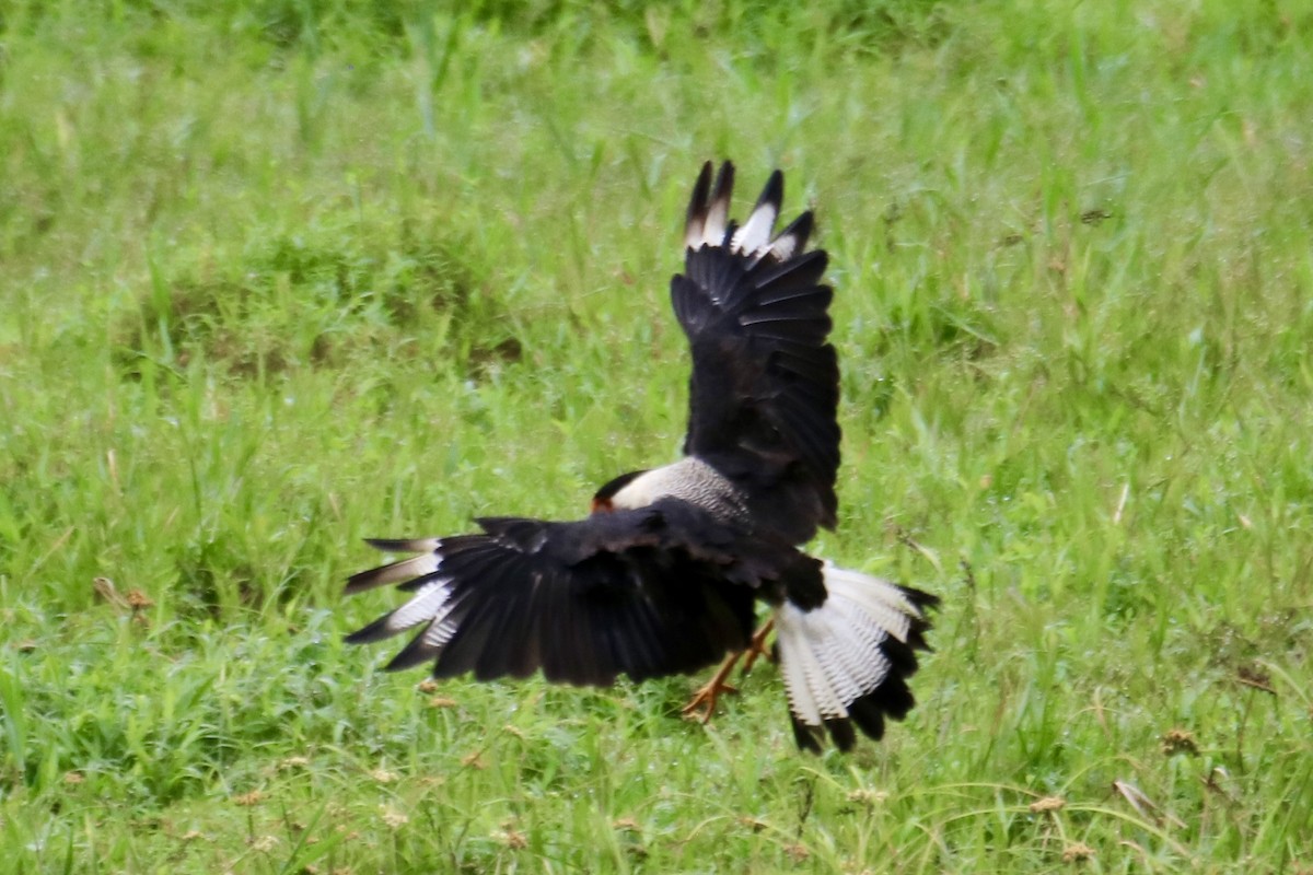 Crested Caracara (Northern) - ML638614010
