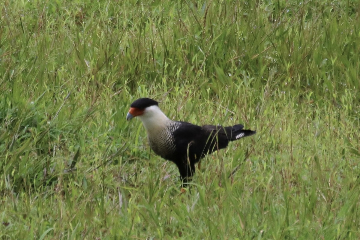 Crested Caracara (Northern) - ML638614011