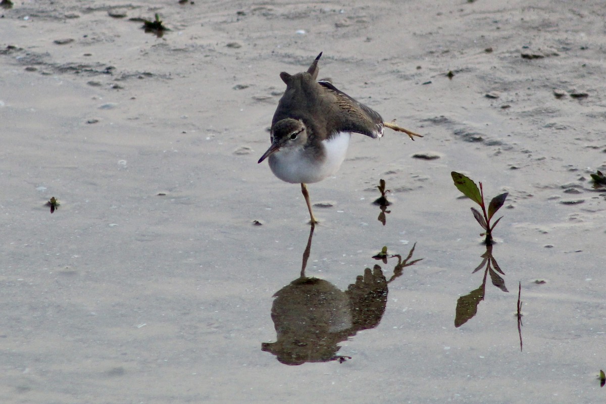 Spotted Sandpiper - ML638614012