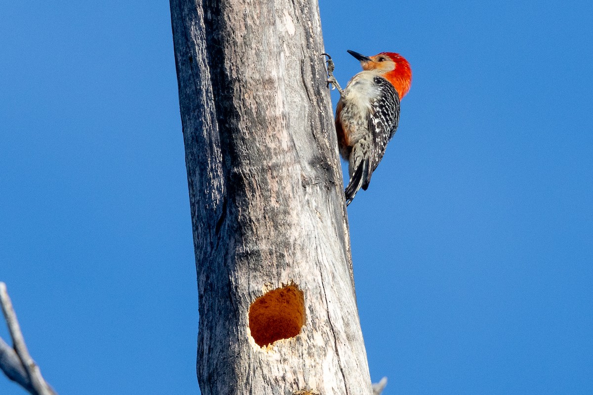 Red-bellied Woodpecker - ML638614019