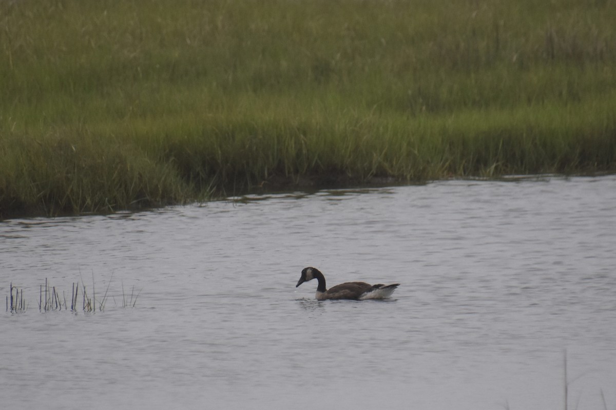 Canada Goose - ML638614022