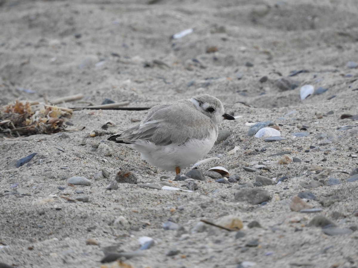 Piping Plover - ML638614034