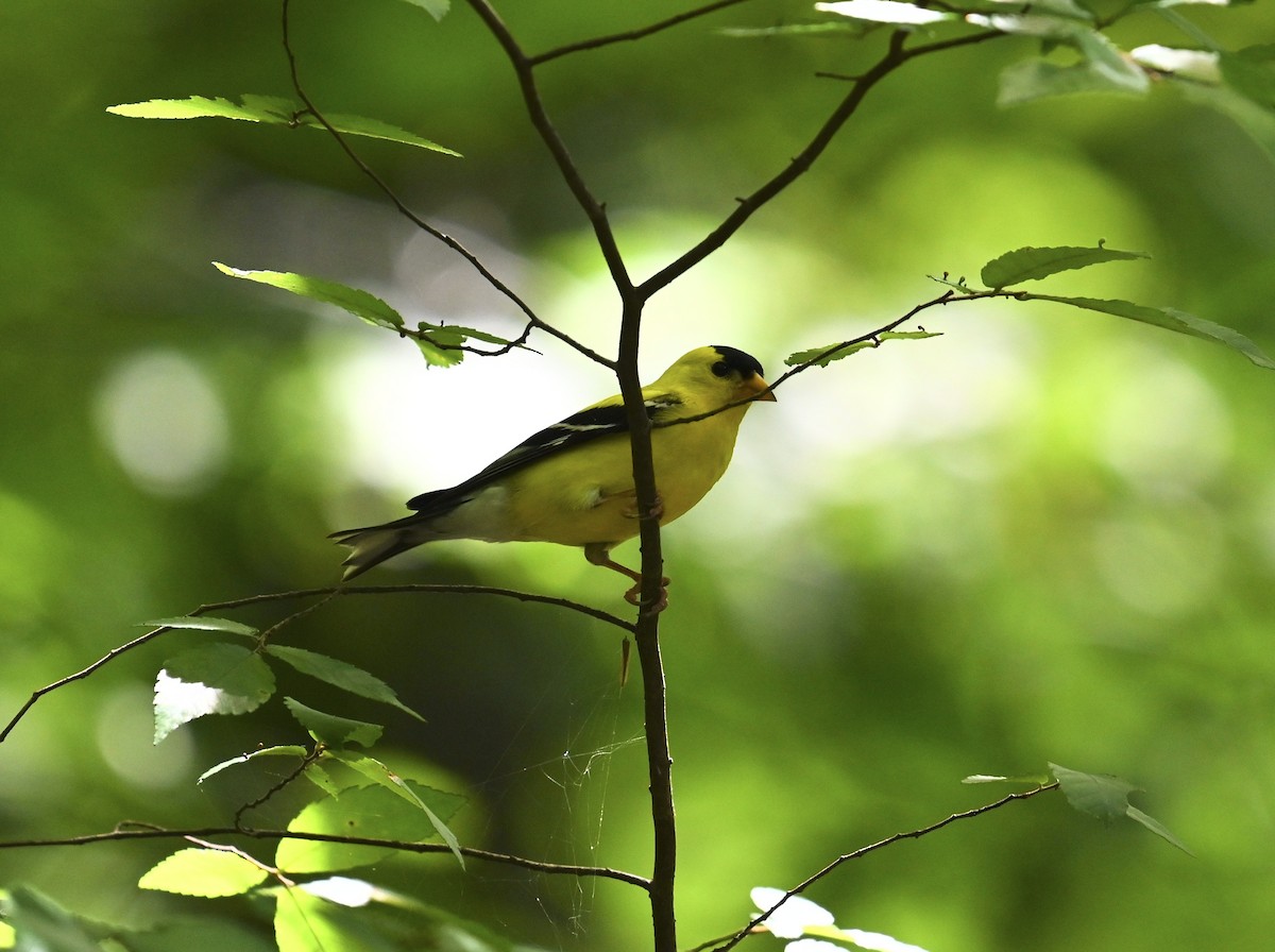 American Goldfinch - ML638614041