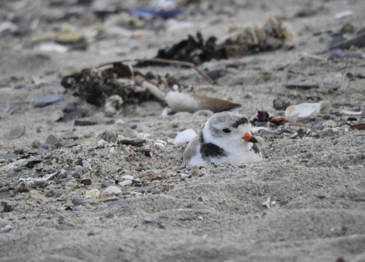 Piping Plover - ML638614042