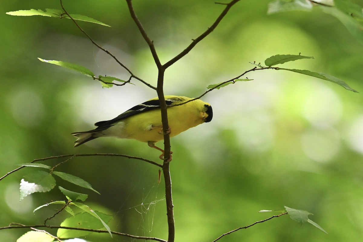 American Goldfinch - ML638614052